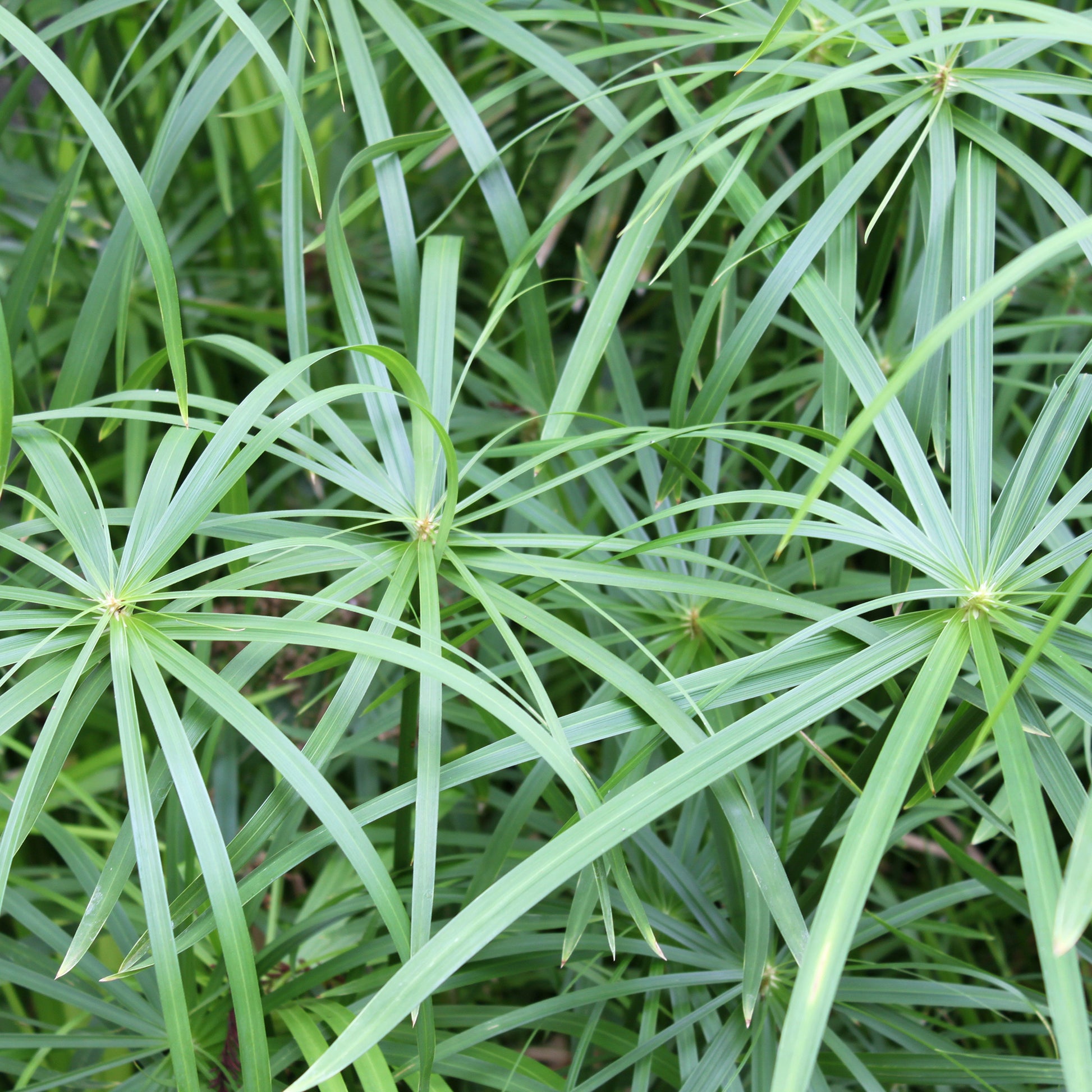 Cypergras - Cyperus longus - Bakker