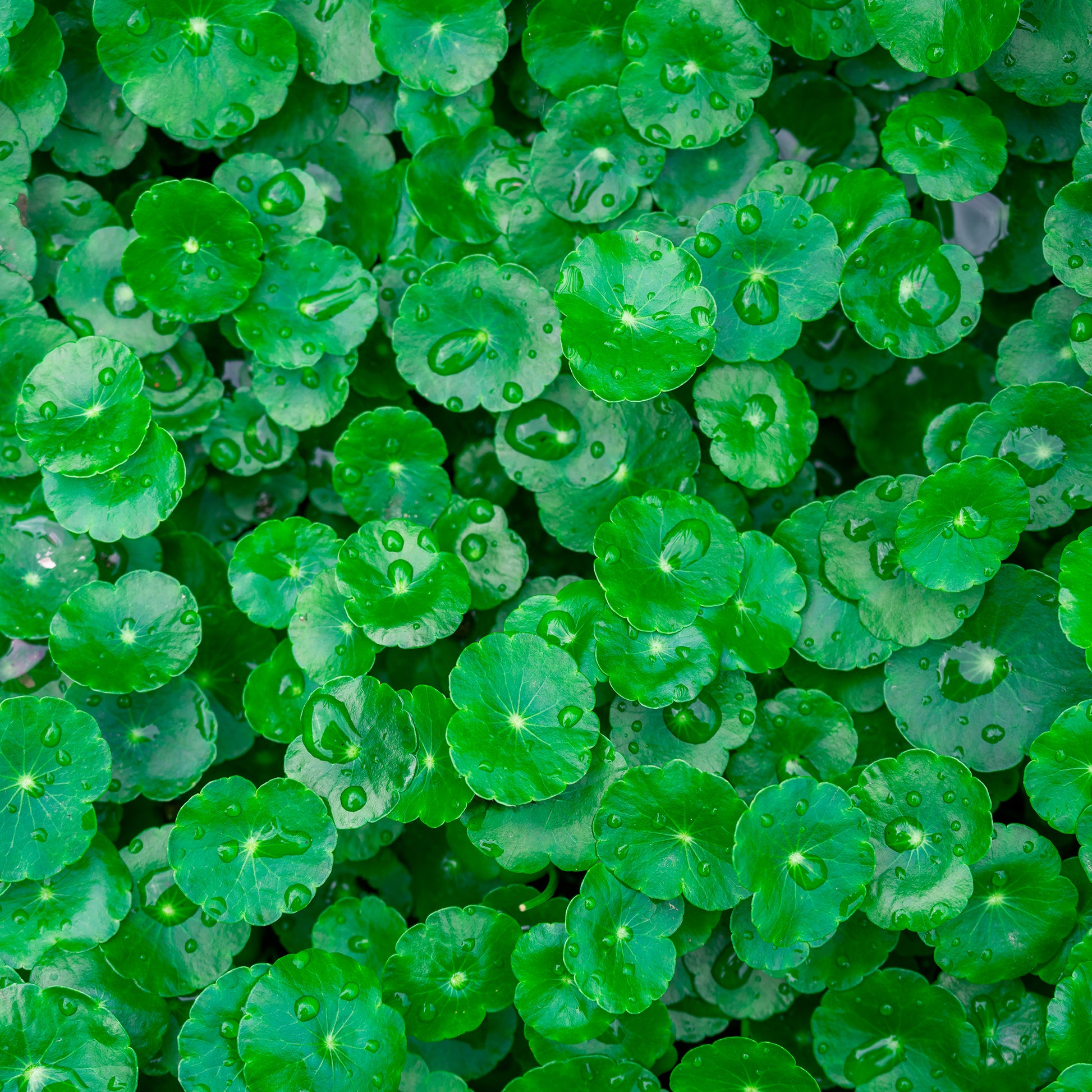 Siergrassen - Waternavel - Hydrocotyle vulgaris