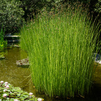 Mattenbies - Schoenoplectus lacustris - Bakker