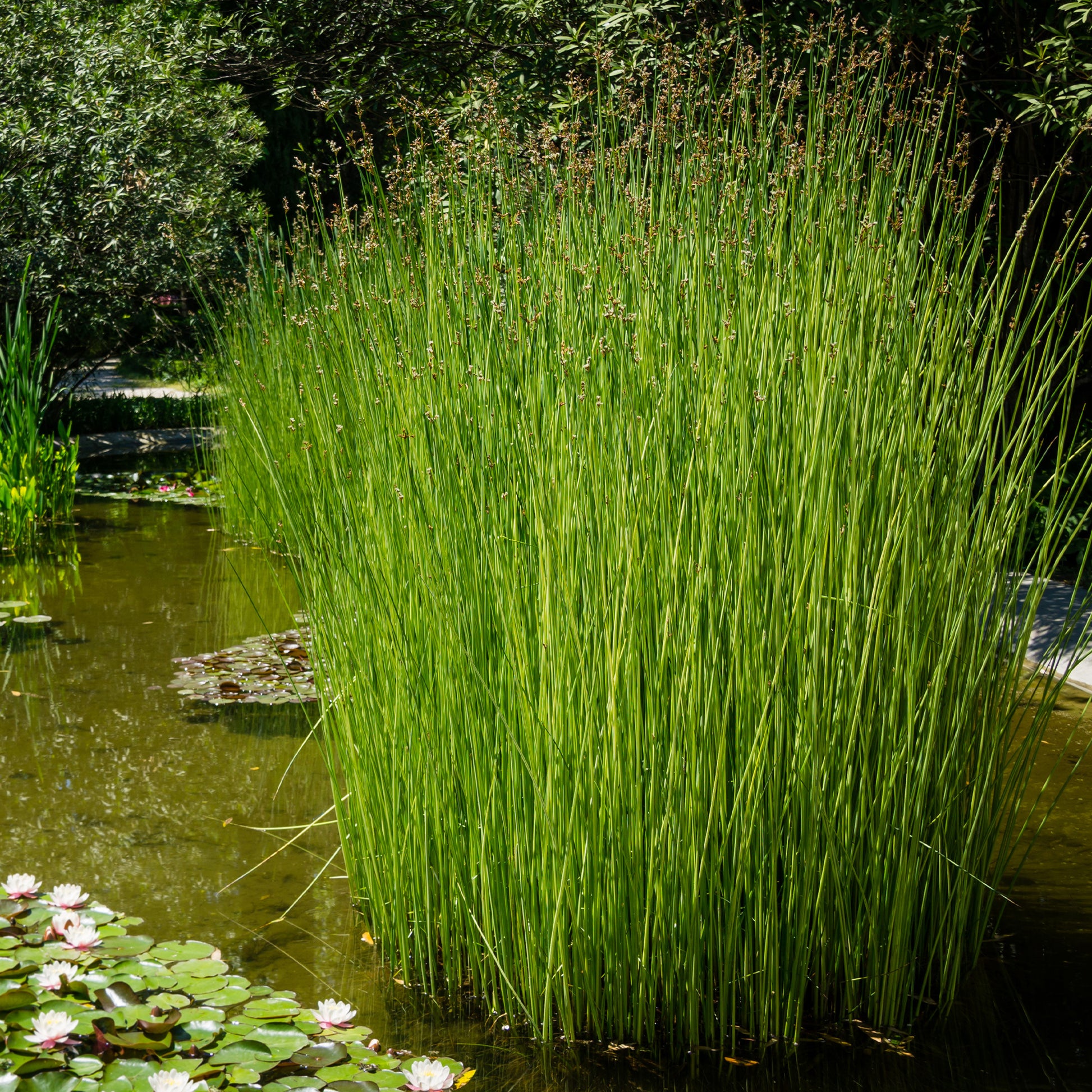 Mattenbies - Schoenoplectus lacustris - Bakker