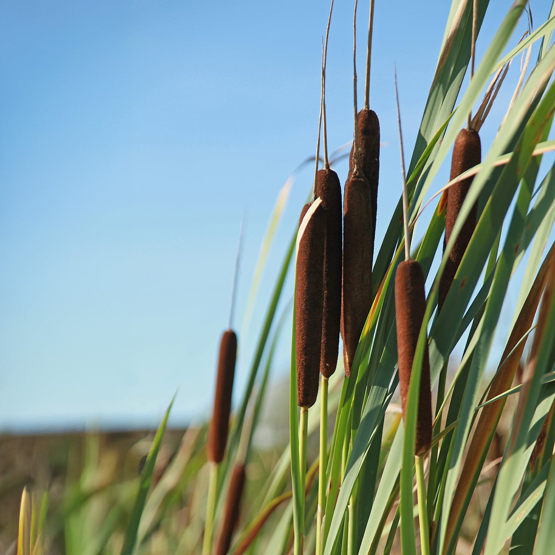 Siergrassen - Grote lisdodde - Typha latifolia