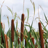Grote lisdodde - Bakker