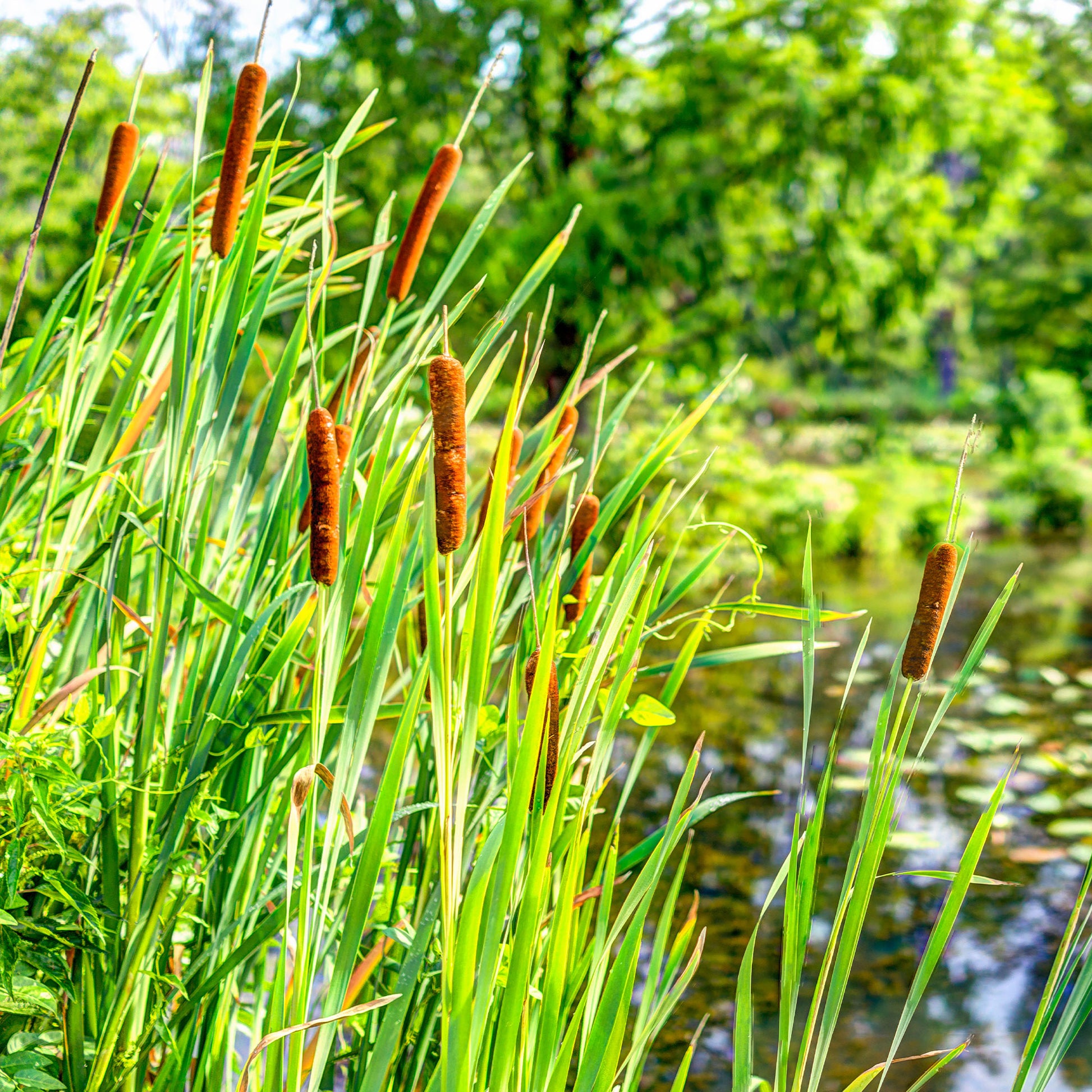 Verkoop Grote lisdodde - Typha latifolia