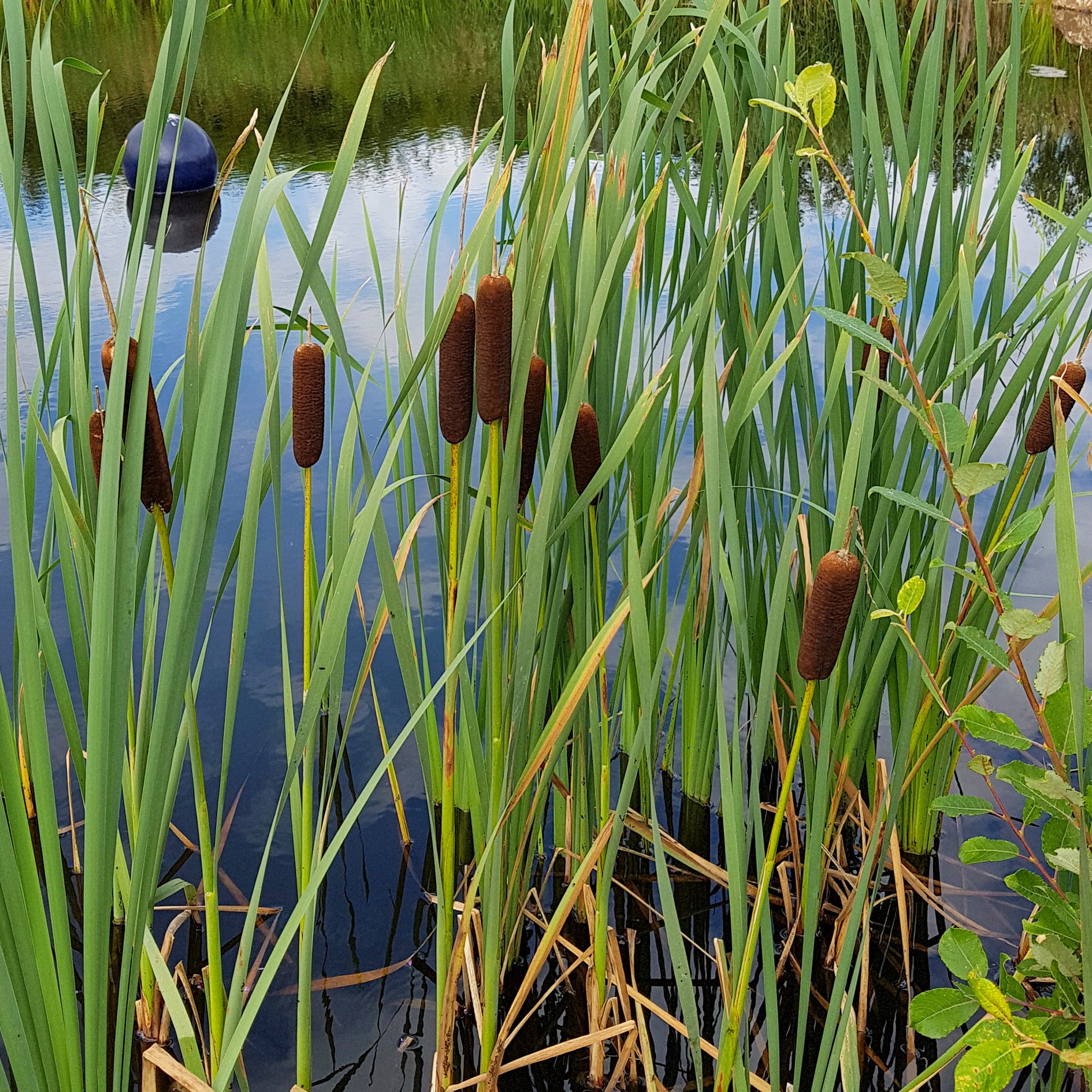 Siergrassen - Lisdodde - Typha laxmannii