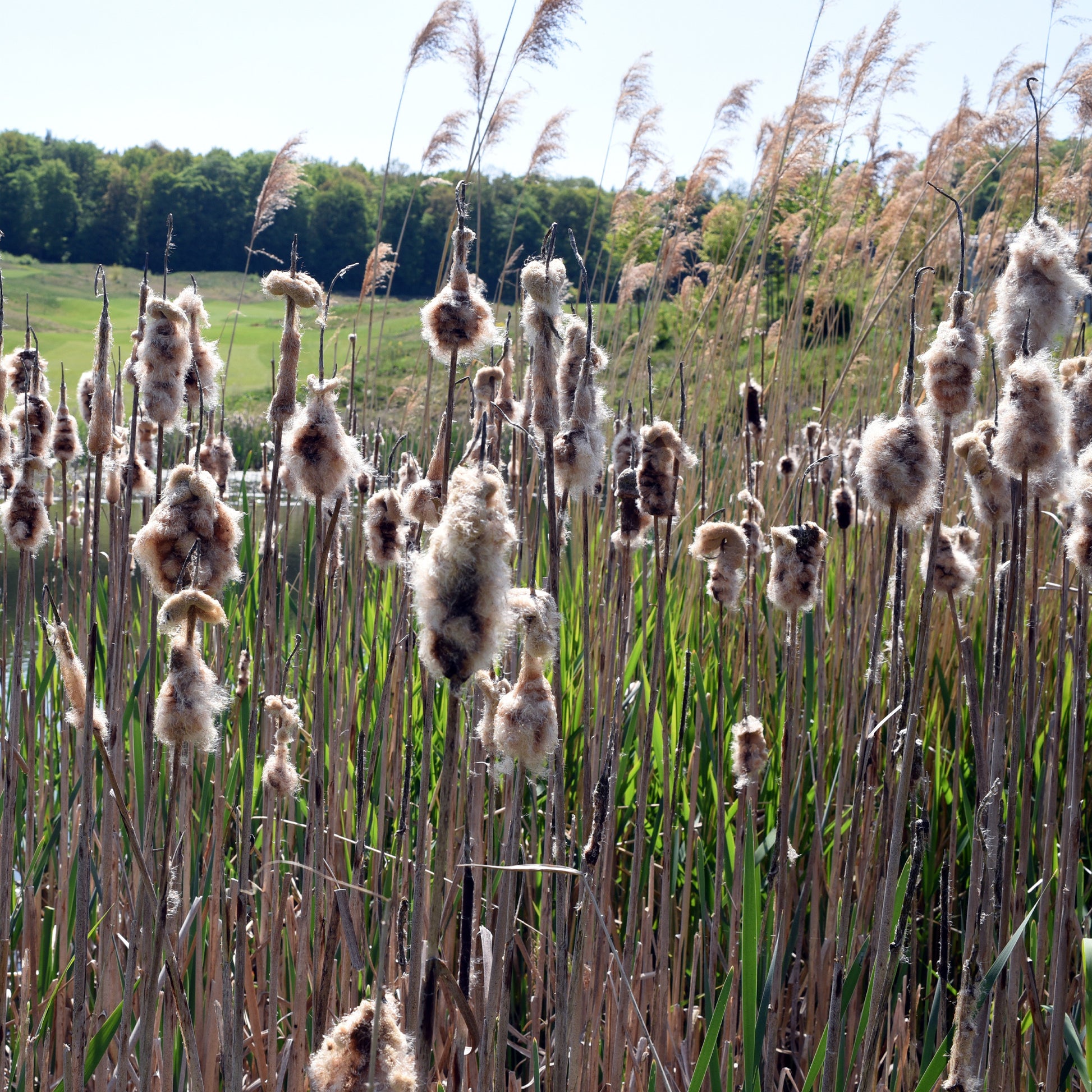 Typha laxmannii - Lisdodde - Siergrassen
