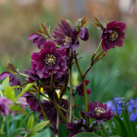 Helleborus - Kerstroos - Kerstroos Dubbbel Ellen Violet (x2) - Helleborus orientalis Double Ellen Purple