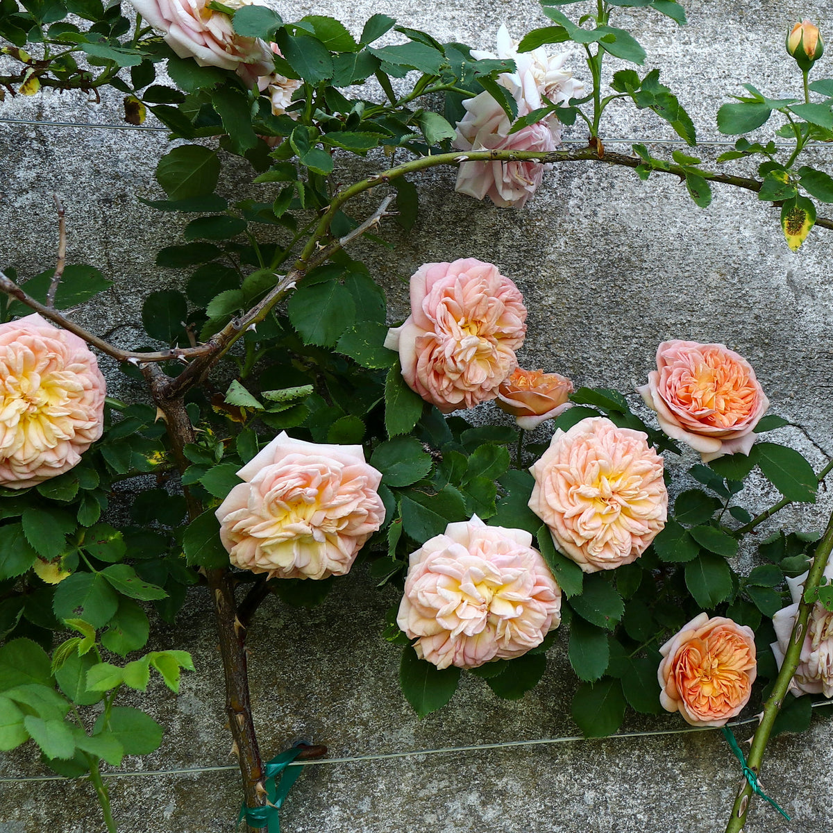 Klimroos 'Gloire de Dijon' - Rosa grimpant gloire de dijon - Bakker