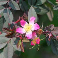 Roos 'Glauca' - Rosa glauca - Bakker
