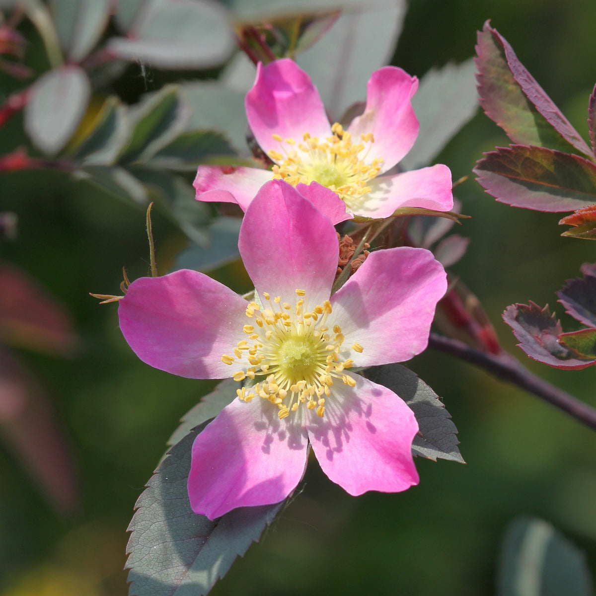 Rozen - Roos 'Glauca' - Rosa glauca