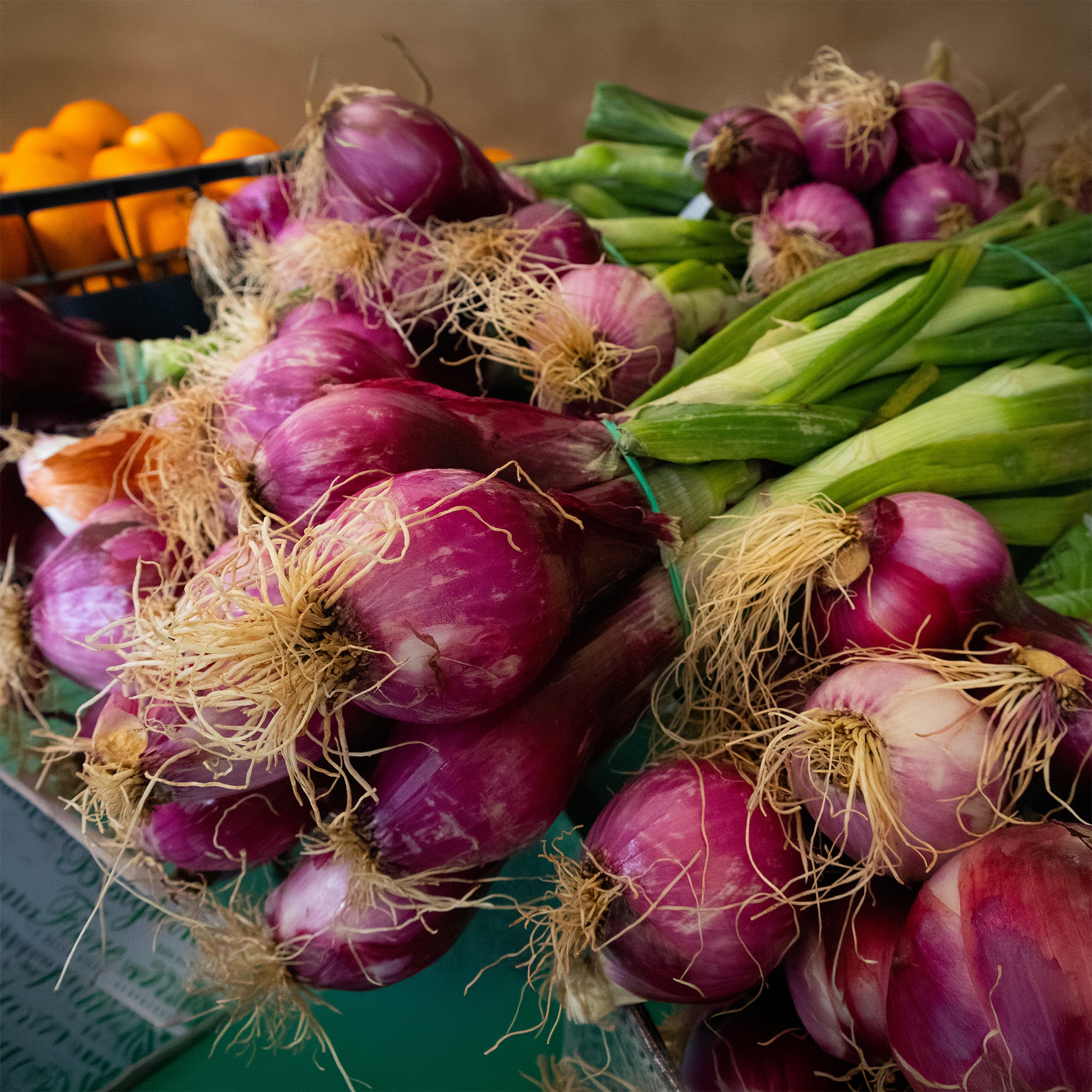 Rode ui 'Apache' - Bakker