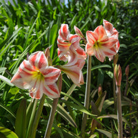 Amaryllis Happy Nymph - Amaryllis happy nymph - Bakker