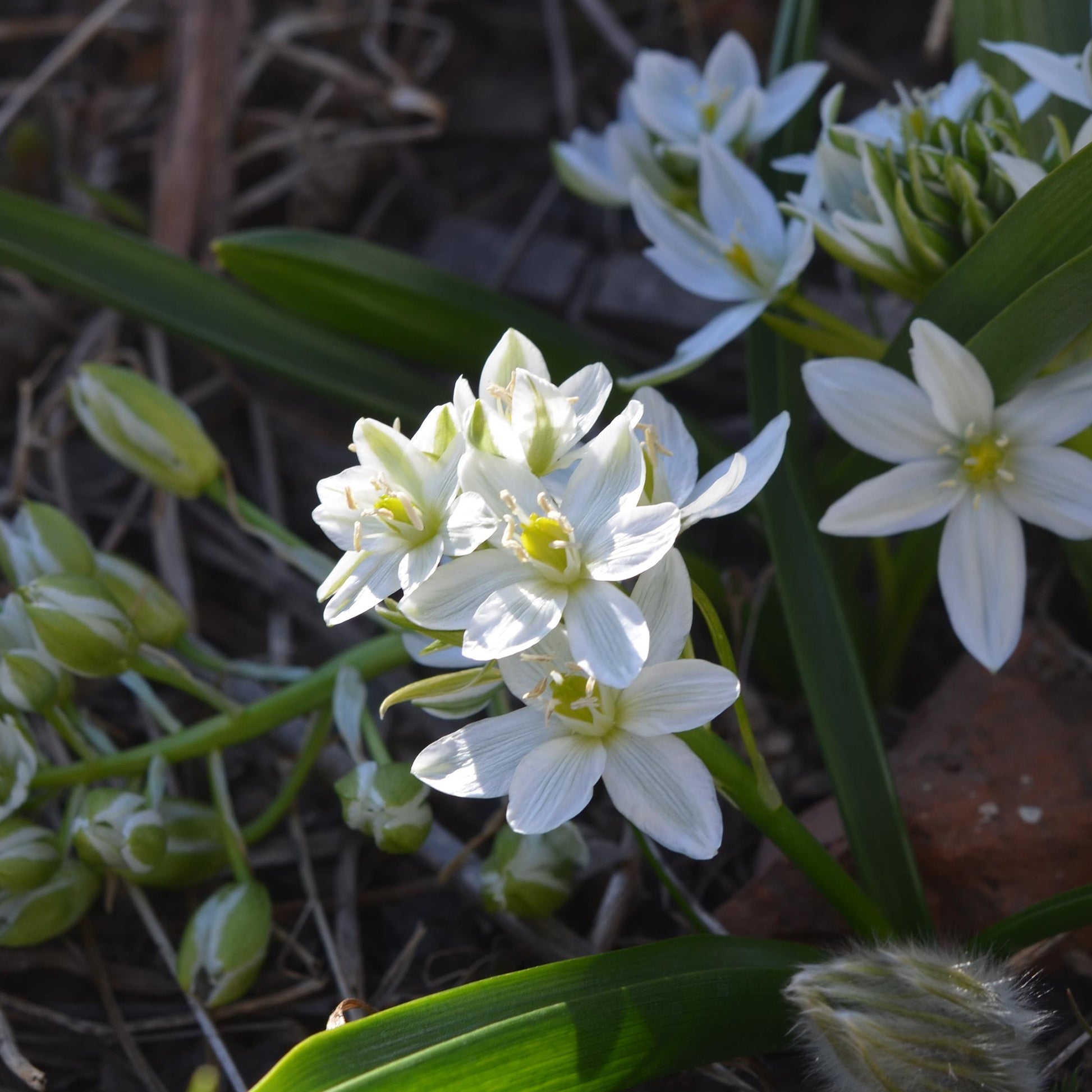 Ornithogalum balansae - Breedbladige vogelmelk (x20) - Voorjaarsbloeiers