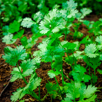 Kruidenzaden - Korianderzaden - Coriandrum sativum