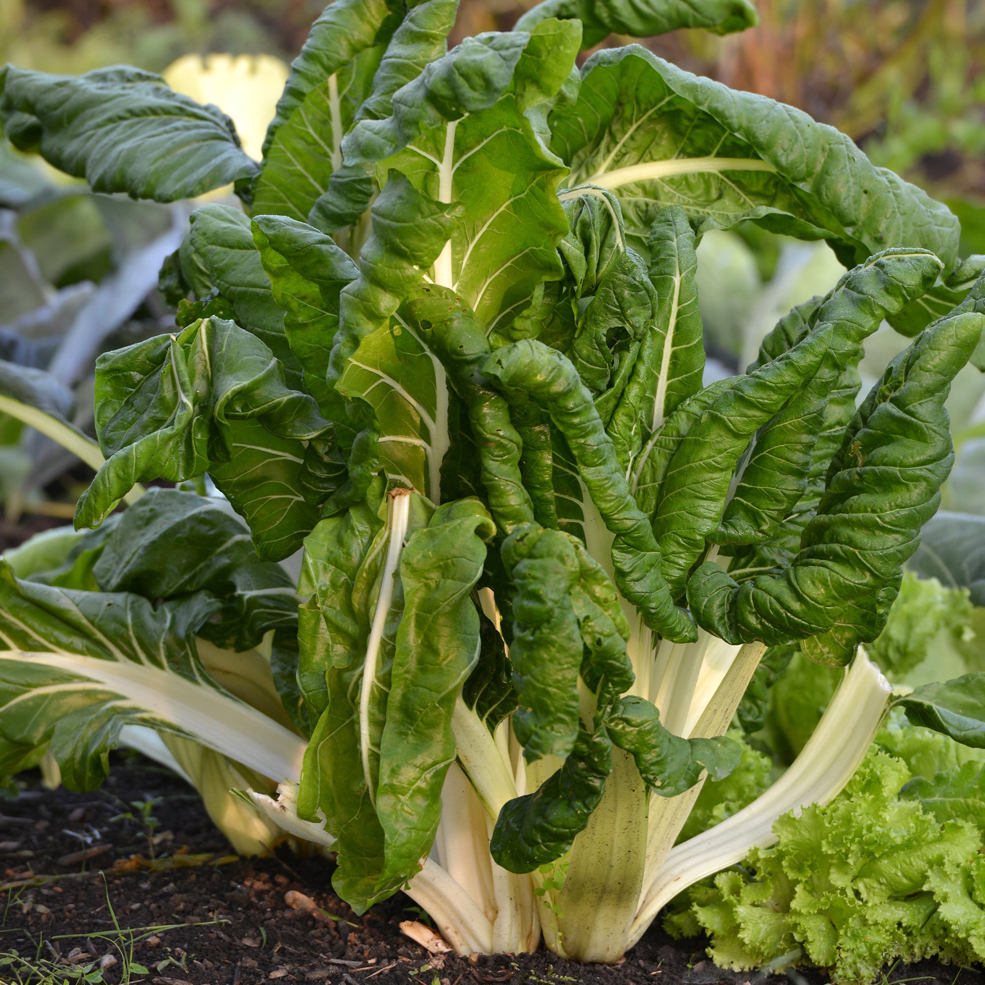 Zaden Snijbiet 'Carde Blance 3'- BIO - Beta vulgaris cicla carde ...