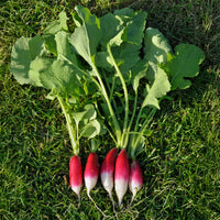 Radijs 'French Breakfast' - BIO - Raphanus sativus French Breakfast - Bakker