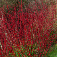 Cornus alba Sibirica - Rode kornoelje 'Sibirica' - Heesters