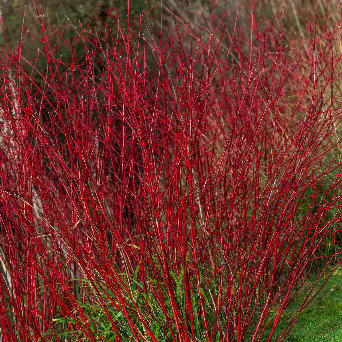 Cornus alba Sibirica - Rode kornoelje 'Sibirica' - Heesters