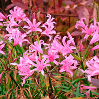 Verkoop Amarine 'Belladiva Aphrodite' (x4) - Amarine belladiva aphrodite
