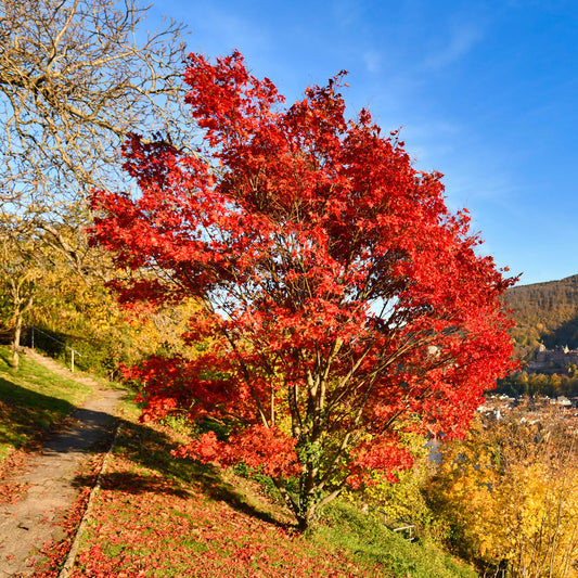 Chinese esdoorn - Bakker