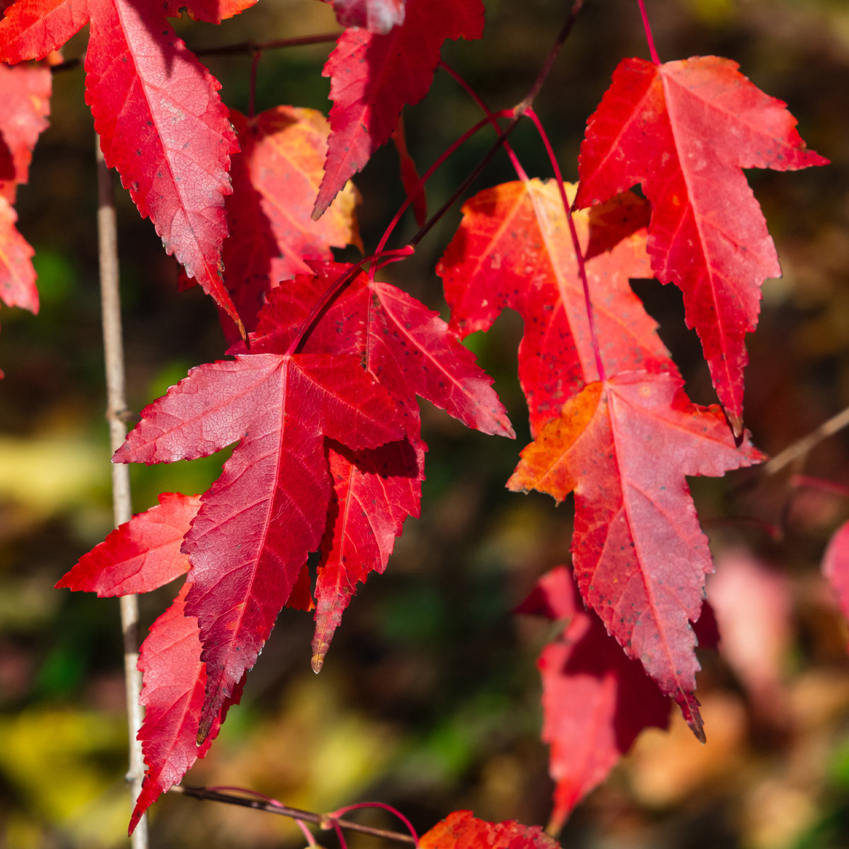 Acer ginnala - Chinese esdoorn - Esdoorn