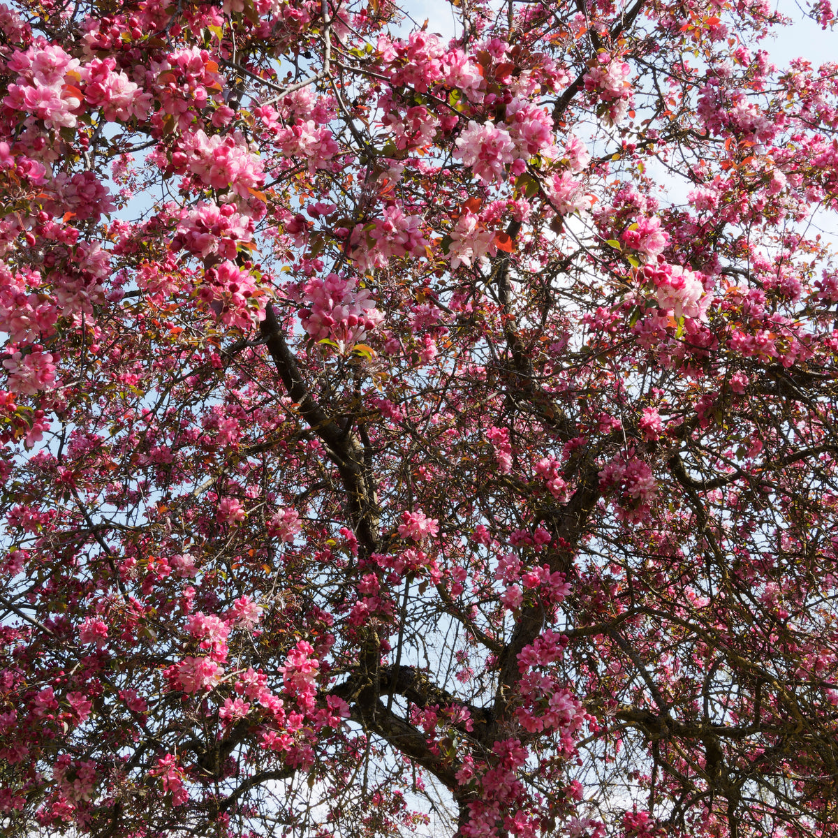 Sierappel - Sierappel 'Liset' - Malus 'liset'