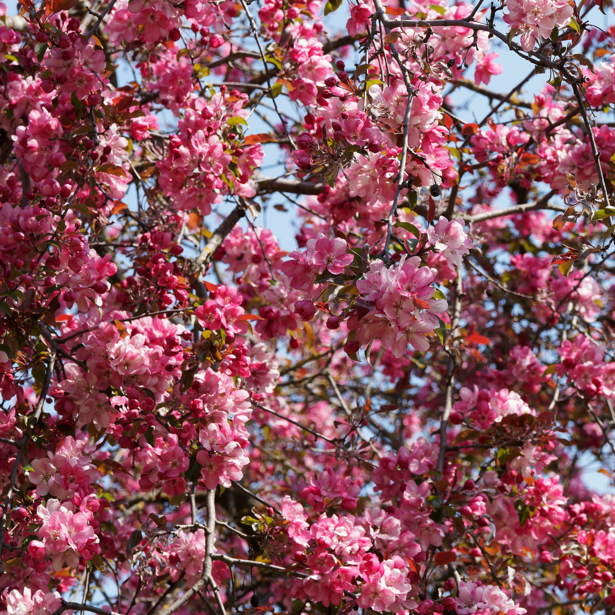 Sierappel 'Liset' - Malus 'liset' - Bakker