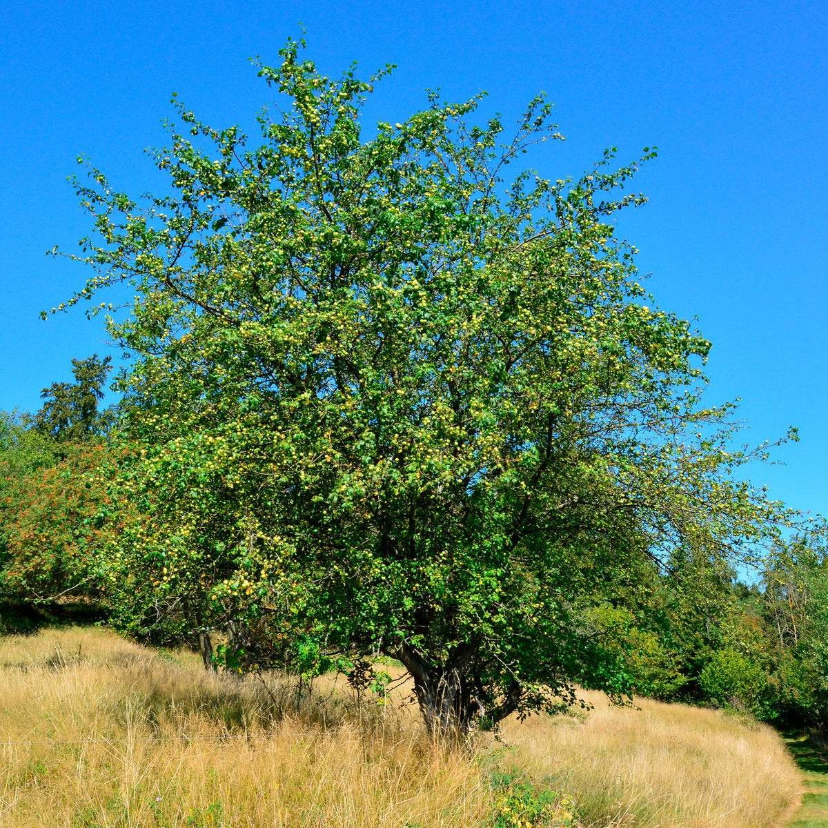 Malus sylvestris - Wilde appel - Sierappel