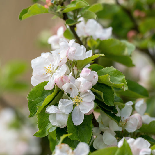 Wilde appel - Malus sylvestris - Tuinplanten