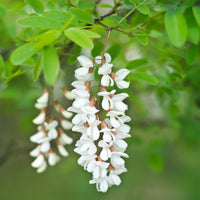 Bloeiende bomen - Robinia - Robinia pseudoacacia