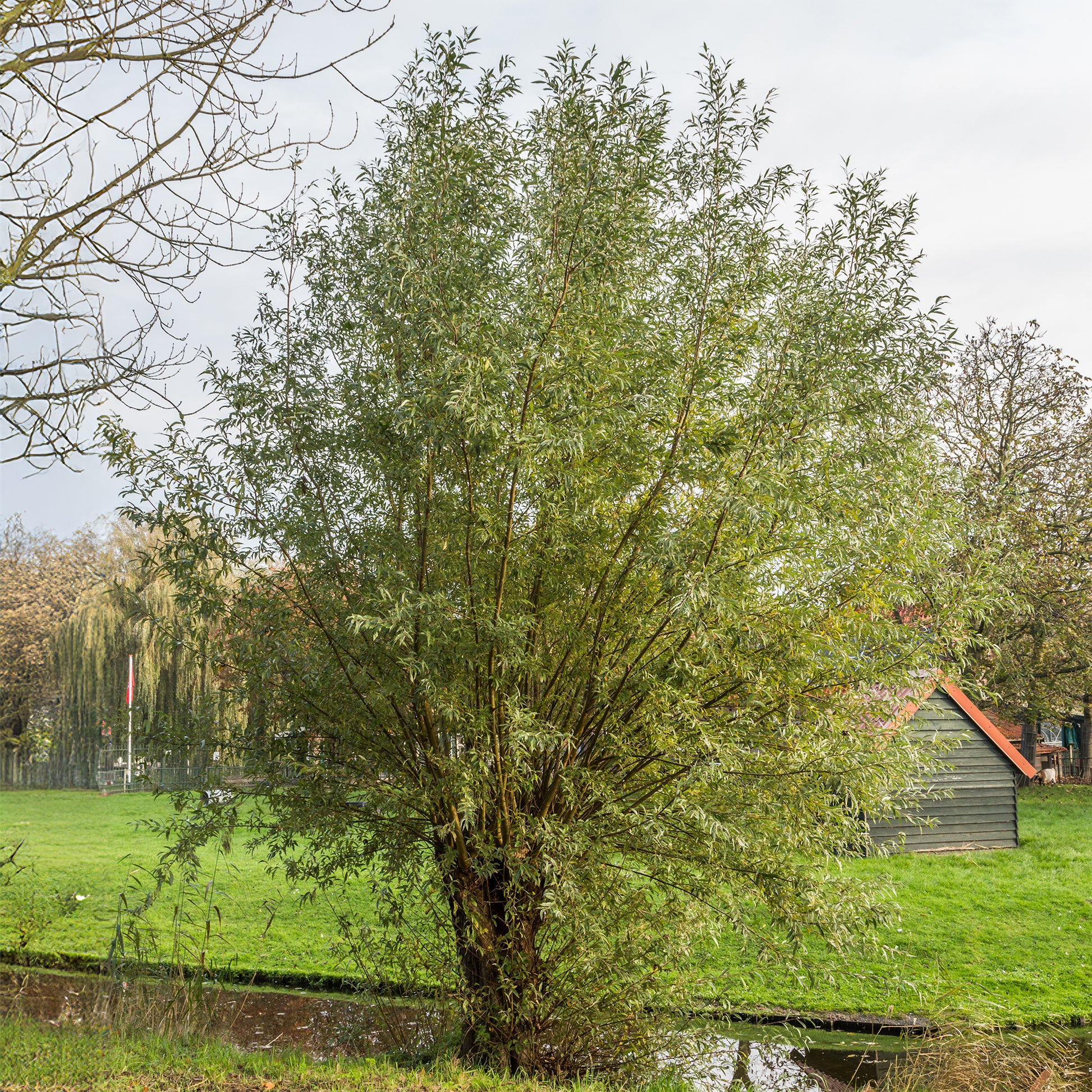 Schietwilg - Salix alba - Bakker