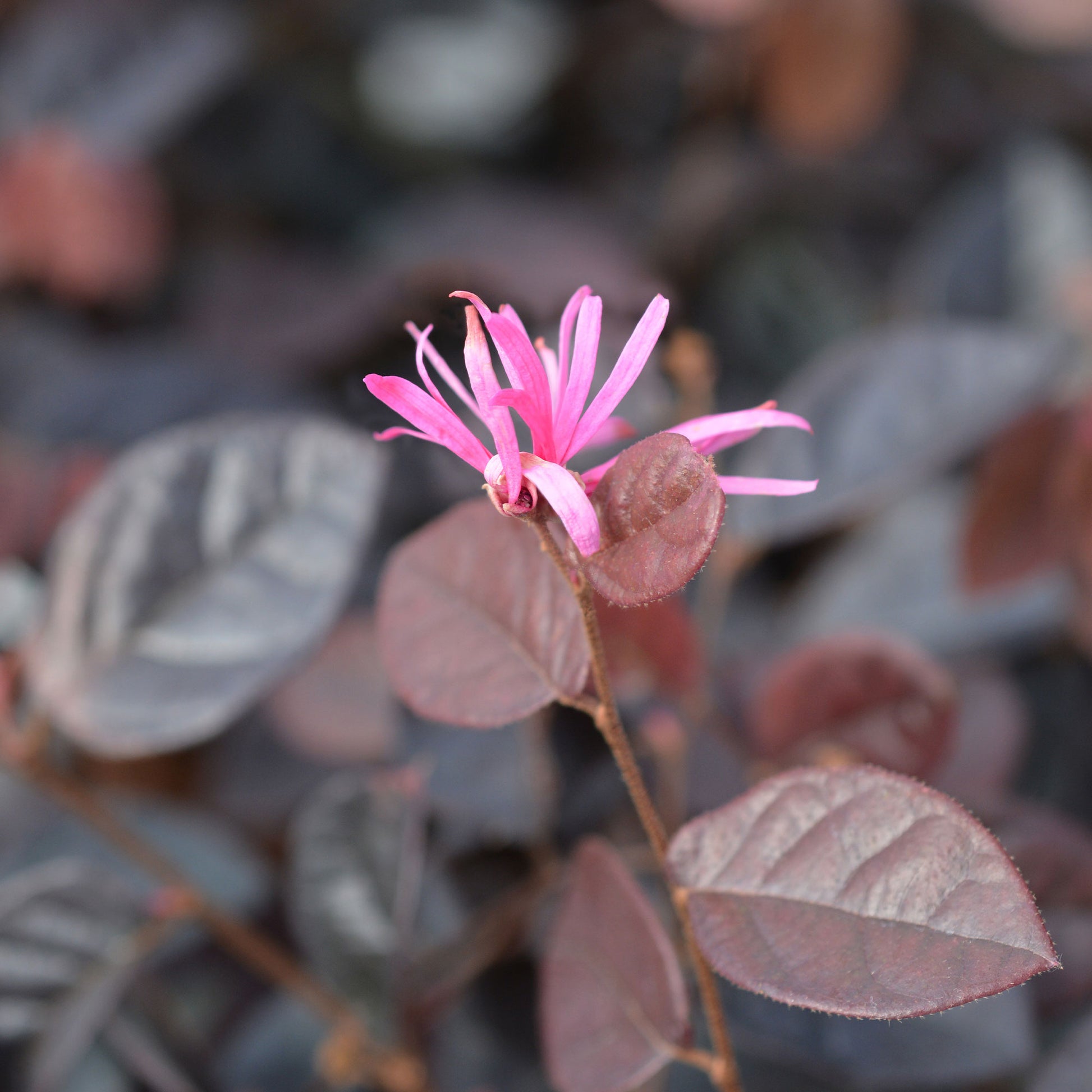 Heksenstruik 'Fire Dance' - Loropetalum chinense Fire Dance - Bakker