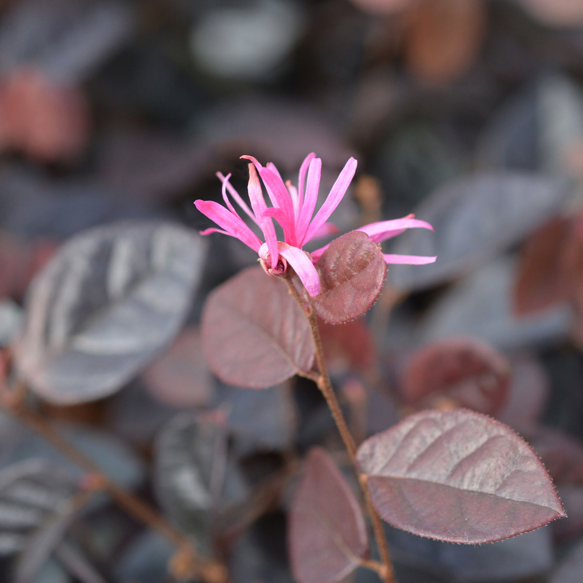 Heksenstruik 'Fire Dance' - Loropetalum chinense Fire Dance - Bakker