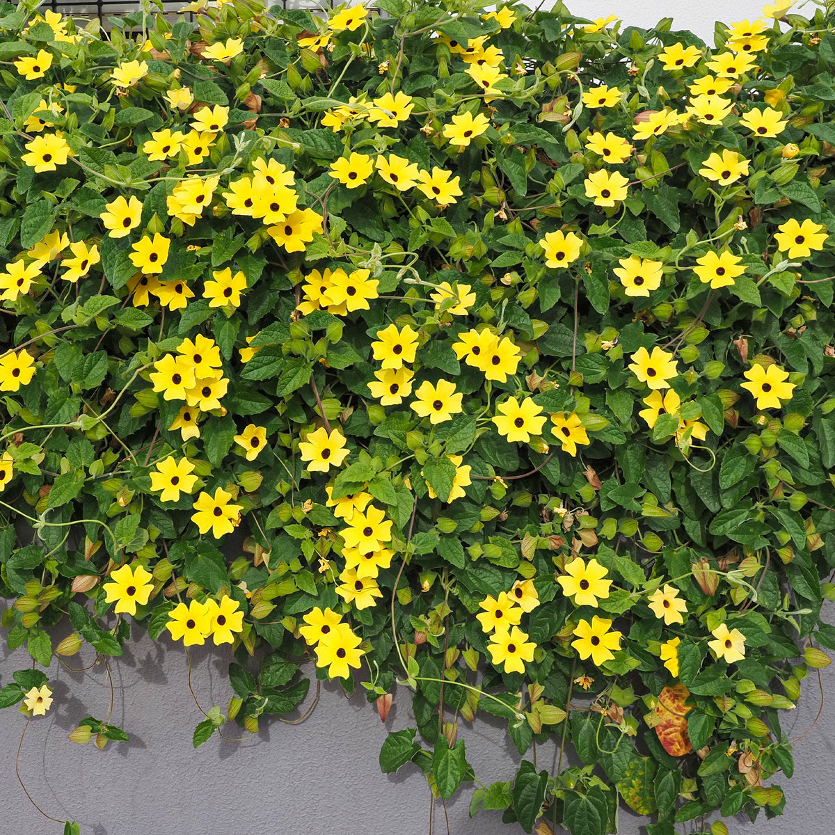 Thunbergia alata Sunny Susy® - Suzanne-met-de-mooie-ogen - geel - Klimplanten