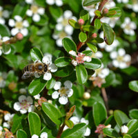 Bodembedekkers - Vlakke dwergmispel - Cotoneaster horizontalis