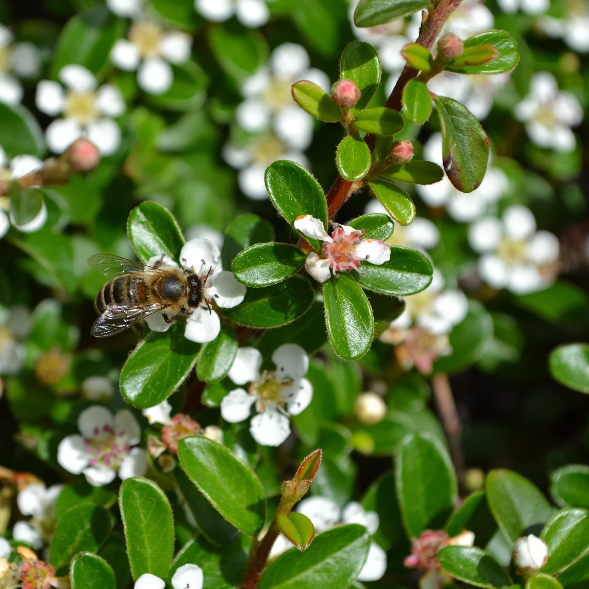 Bodembedekkers - Vlakke dwergmispel - Cotoneaster horizontalis