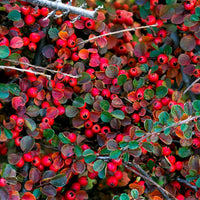Bodembedekkers - Vlakke dwergmispel - Cotoneaster horizontalis