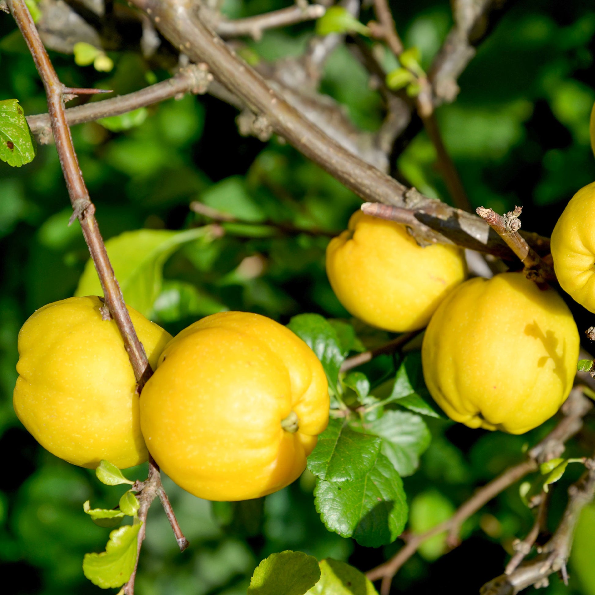 Japanse sierkwee 'Crimson and Gold' - Chaenomeles superba Crimson and Gold - Bakker