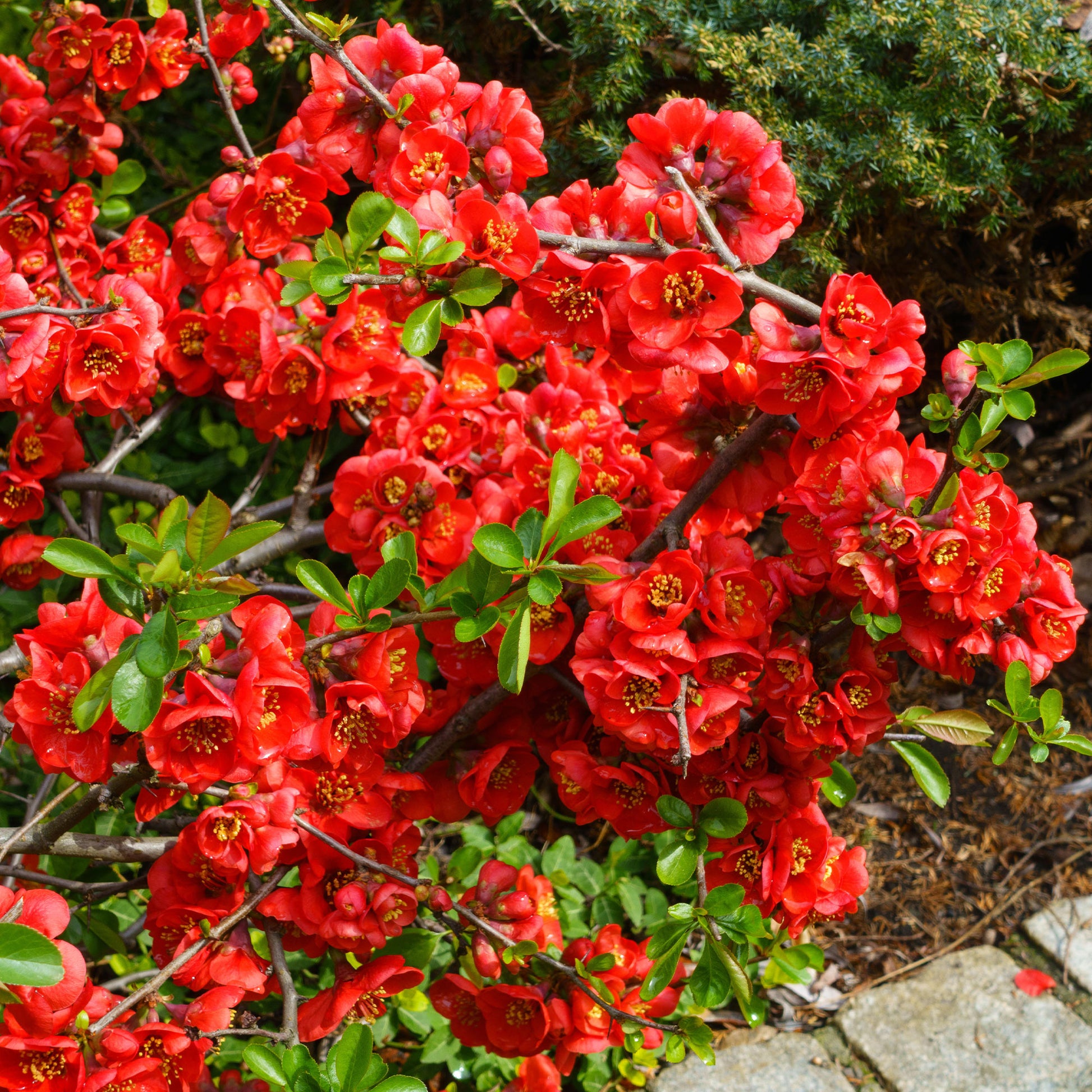 Chaenomeles superba Crimson and Gold - Japanse sierkwee 'Crimson and Gold' - Bloeiende heesters