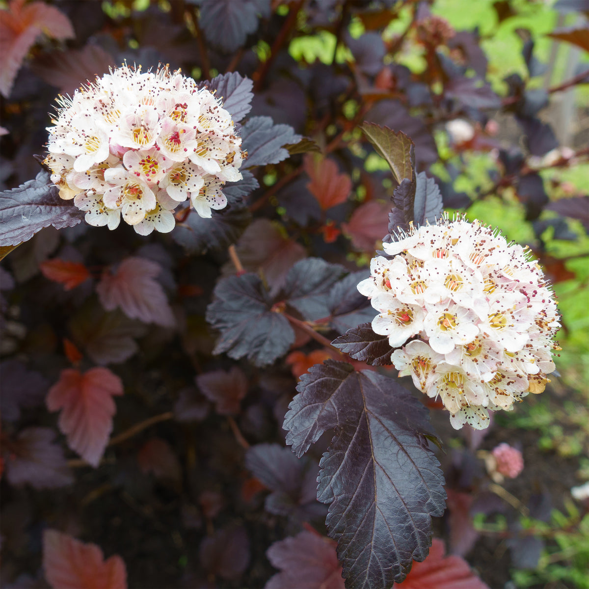 Fysocarp Red Baron - Physocarpus opulifolius Red Baron - Bakker