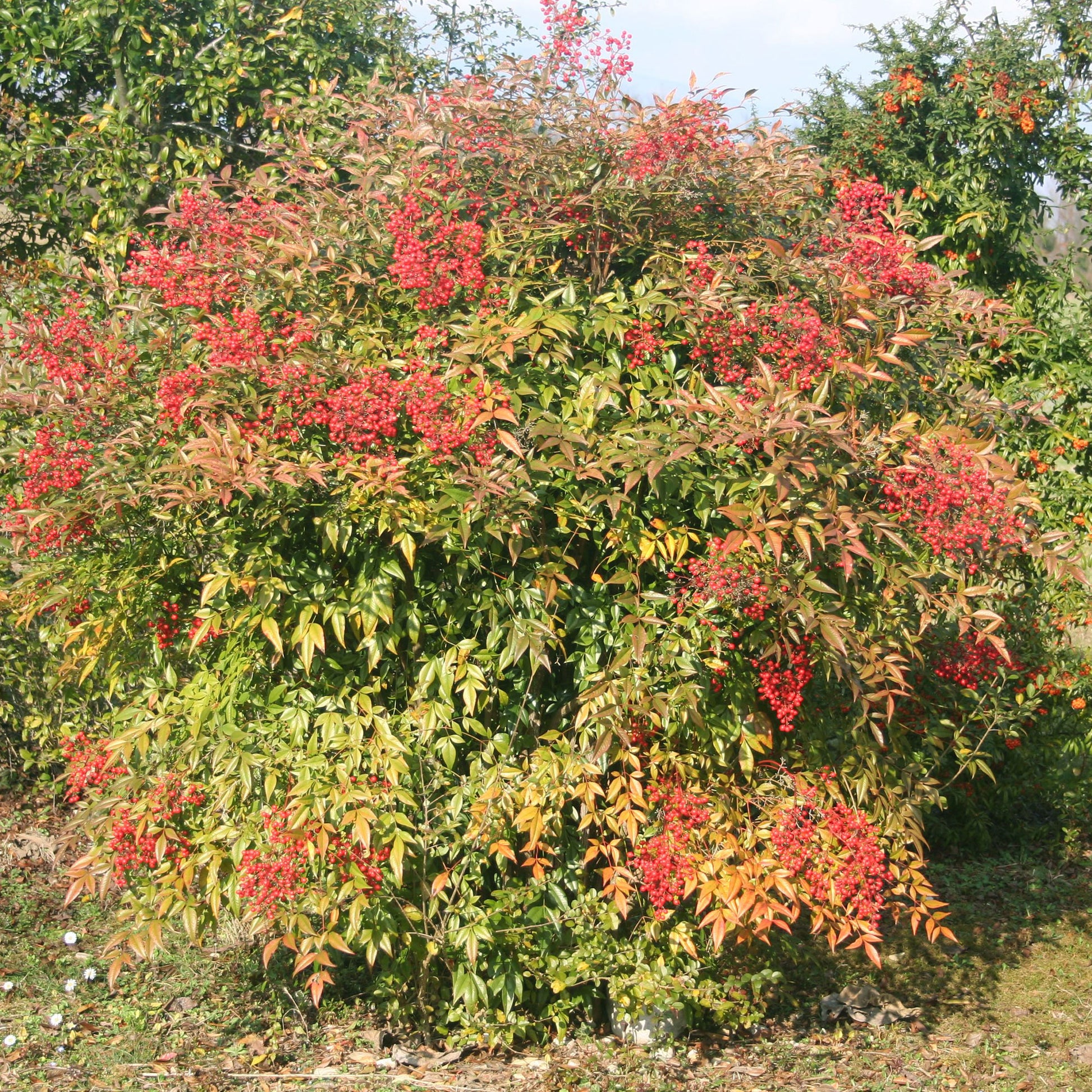 Nandina domestica Gulf Stream - Hemelse bamboe 'Gulf Stream' - Wintergroene planten