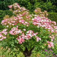 Roos 'Ballerina' - Rosa ballerina - Bakker