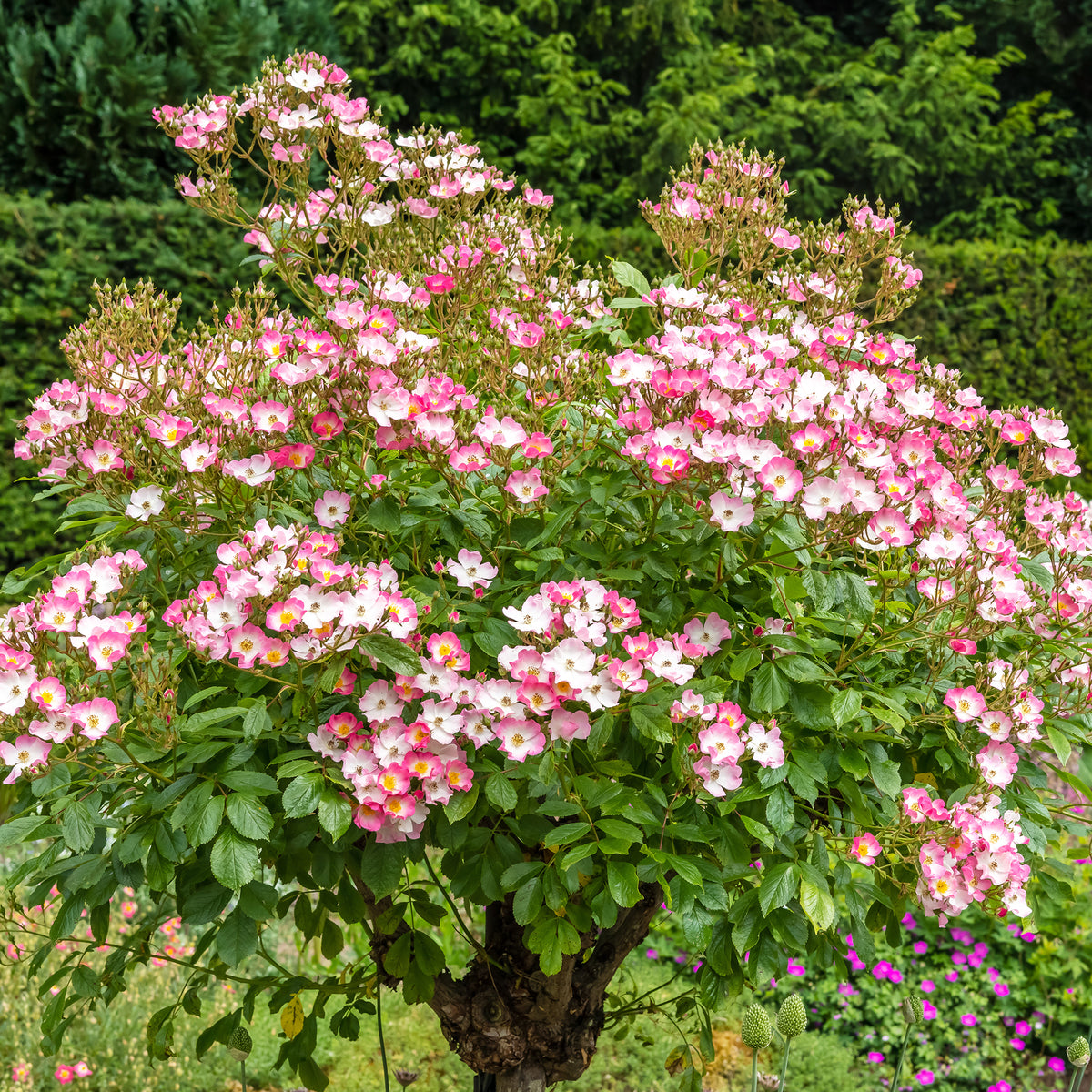 Roos 'Ballerina' - Rosa ballerina - Bakker