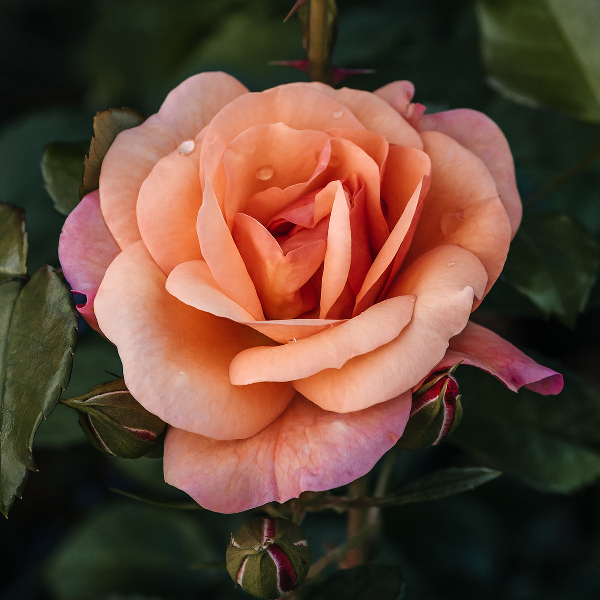 Roos 'Aprikola'® - Rosa Aprikola ® - Bakker