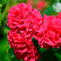 Roos 'Toscana'® - Bakker