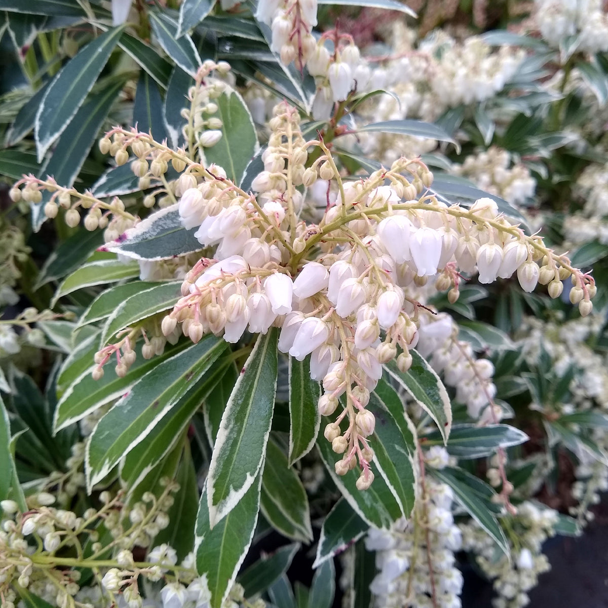 Balkon- en terrasplanten - Rotsheide Flaming Silver - Pieris japonica Flaming Silver