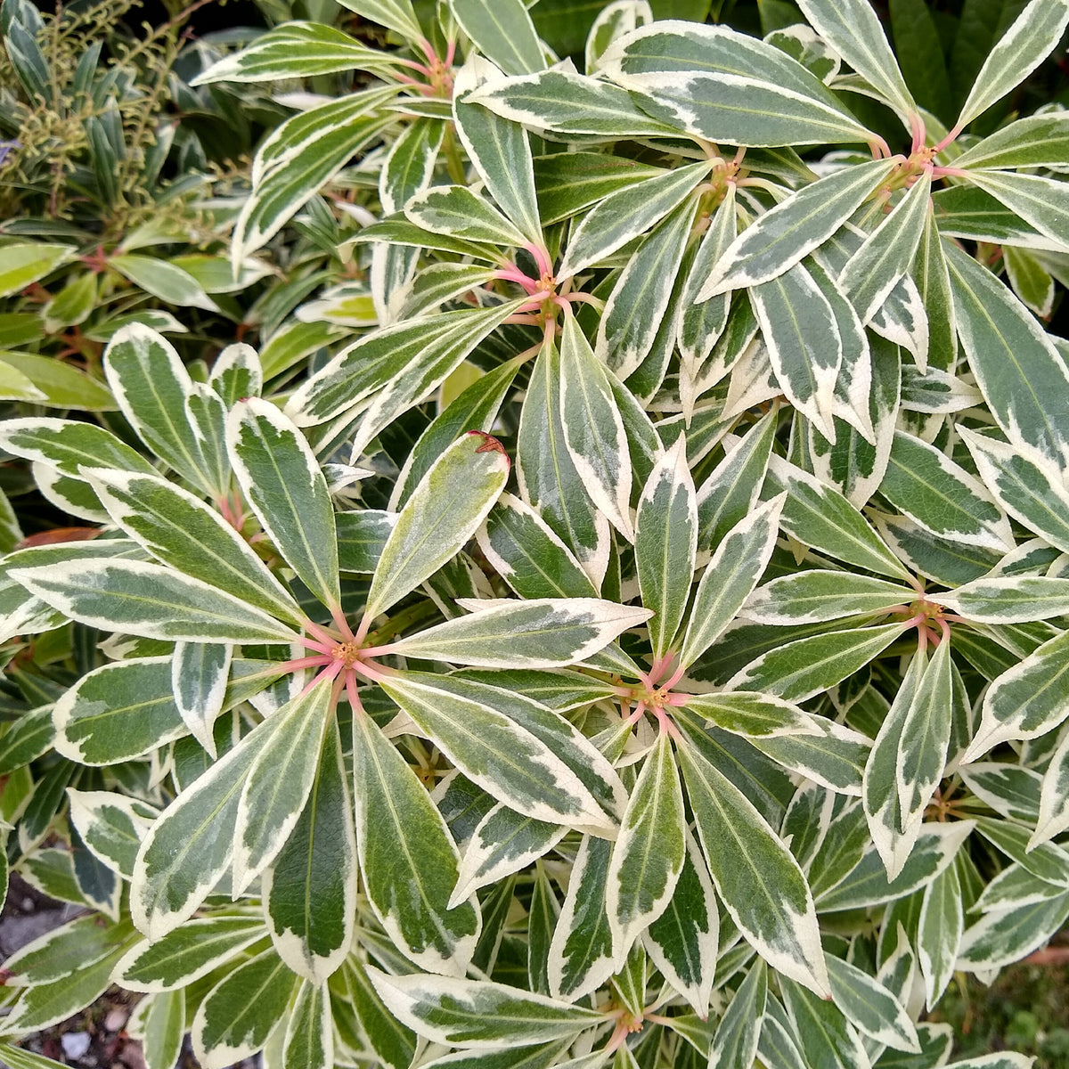 Pieris japonica Flaming Silver - Rotsheide Flaming Silver - Balkon- en terrasplanten