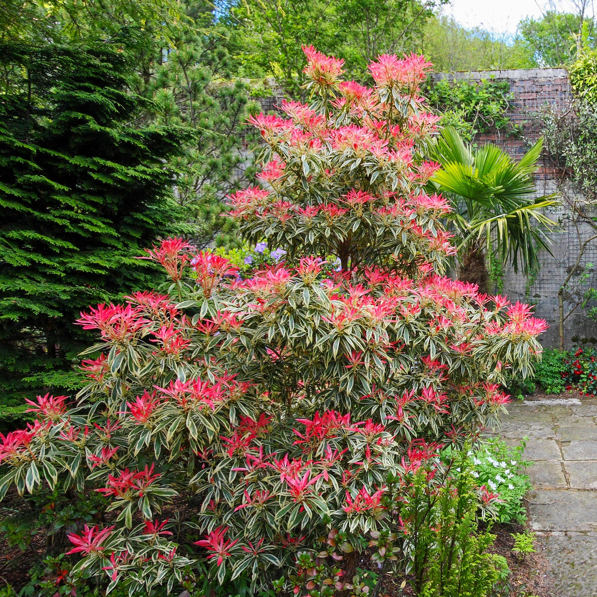 Rotsheide Flaming Silver - Pieris japonica Flaming Silver - Bakker