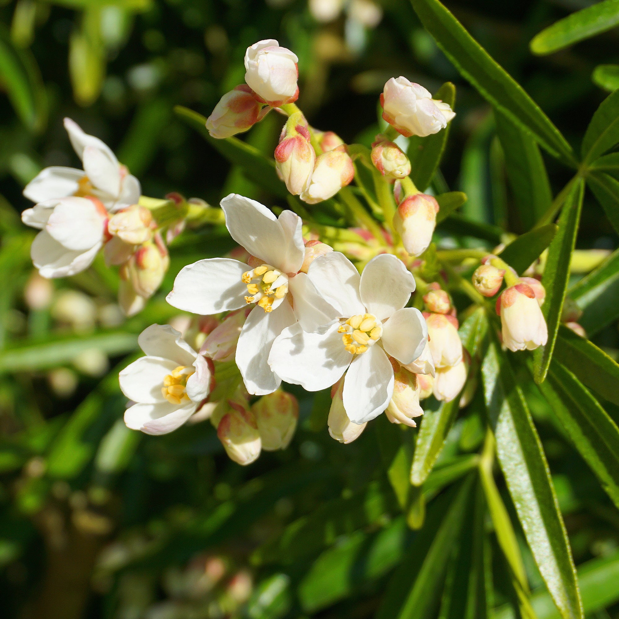 Mexicaanse oranjebloesem 'Aztec Pearl' - Choisya Aztec Pearl