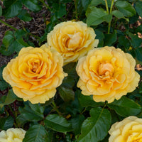 Roos 'Amber Queen'® - Bakker