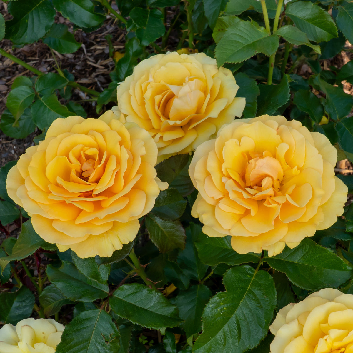 Roos 'Amber Queen'® - Bakker